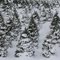 Snowy Tree Farm