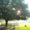 Flying Fox Farm