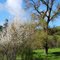 Spring flowering trees, San Leandro Reservoir, Moraga, California