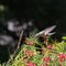 Hummingbird Feasting on Grevillea