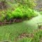 Alafia swamp