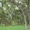 wind swept, near Bloomingdale, Florida. (lost location?) (5-25-2005)
