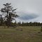 Ponderosa pine, May 2012