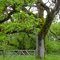 Oregon White Oak woodland