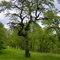 Oregon White Oak woodland2