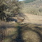 Deer Crossing