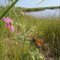 Along the impoundment road, Mackay Island NWR, Knotts Island,NC