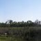 Clearing along Greenwood-Mooringsport Road