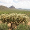 Tucson Mountain Park 2002