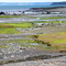 Marsh near West Quoddy Light House