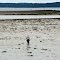 Lonely Clam Digger