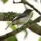 Blue-gray Gnatcatcher - Winter Springs - Florida