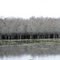 Cypress Trees in a Row