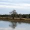 Cypress Tree