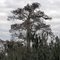 Lake Jesup Cypress Trees