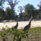 Sandhill Cranes on the loose