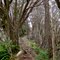 Roseapple Trail