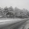 Bank of trees in snow on Astor Ave