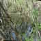 Big Cypress Siminole Indian Reservation -Billie Swamp