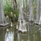 Big Cypress Siminole Indian Reservation -Billie Swamp