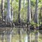 Florida swamp