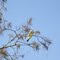 Western Kingbird