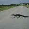 Alligator Crosses the road in residential area