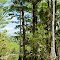 Billie Swamp Safari, Seminole Tribe of Florida, Clewiston, FL.