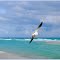 Happy seagull