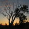 Half-Dead Tree Silhouette - Downs, KS