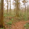 Meraux woods (Jan-2004)