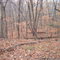 Nov 2005 - St. Louis Park, Minnesota. Blanket of leaves at Westwood Hills Nature Center.