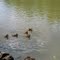 Ducks on the Canal