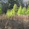 Oct 2011 - Minneapolis, Minnesota. Quaking Bog in Theodore Wirth Park.