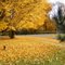 Fall Foliage, Portland, NY