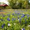 Bluebonnets