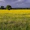 Sea of Gold