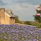 Bluebonnets and Limestone