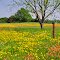 Bluebonnets in Texas