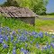 Bluebonnets in Texas