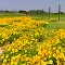 Wildflowers in Texas