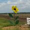 Metal Sculpture Flower by Brian Cornett