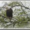 Bald Eagle - Haliaeetus leucocephalus
