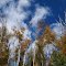 Blue Sky and Autumn Leaves