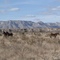 Horses on the Road 62, NM
