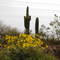 Rain, it does a desert good..