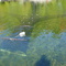 Fall Trap Netting for Landlocked Salmon