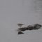 croaking on the 191