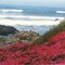 Colorful Flowers on the Beach!
