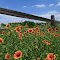 Blackland prairie